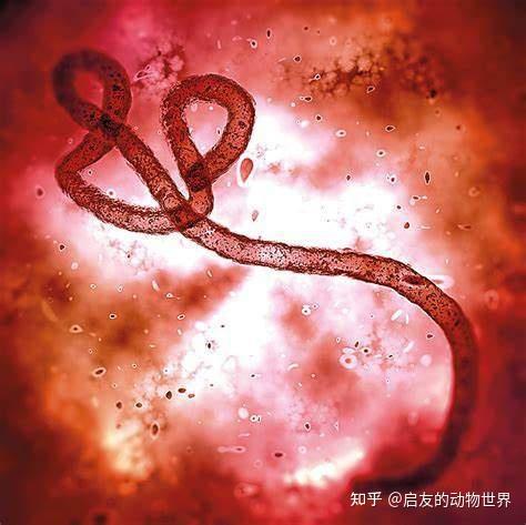 疫情终结之时，人类与病毒的较量