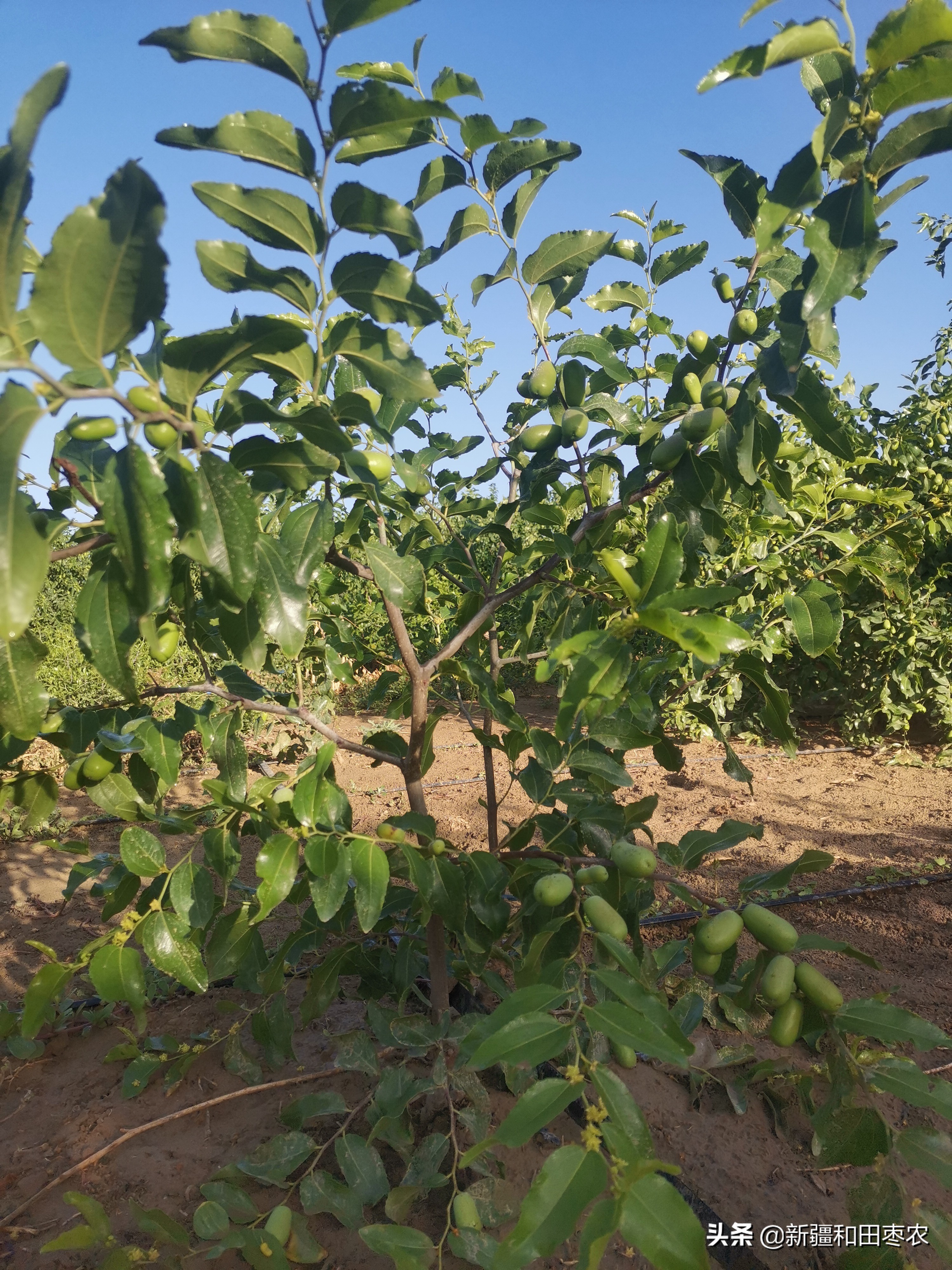 新冠疫情与枣树生长周期的时间节点对比研究