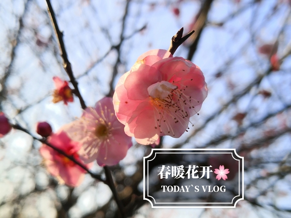 疫情解除的期盼，春暖花开的到来时刻探索