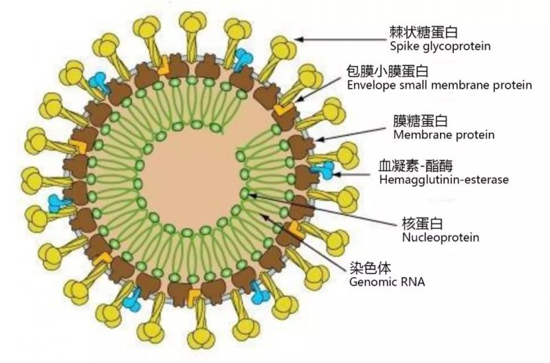 疫情病毒名称及其影响概述