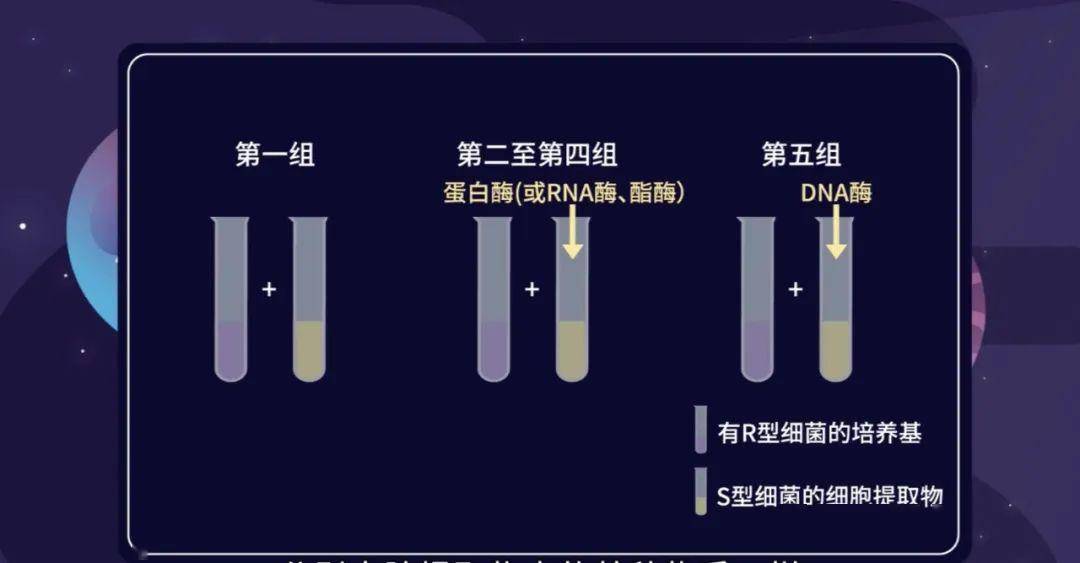 新冠病毒疫情起始年份探究，揭开历史真相的序幕