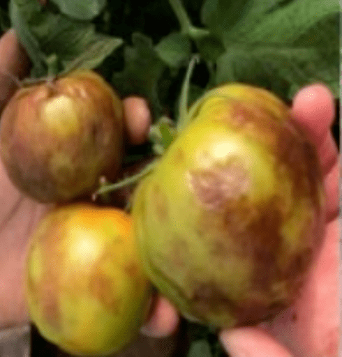 疫情最新消息，开启时间的最新动态与全球应对策略