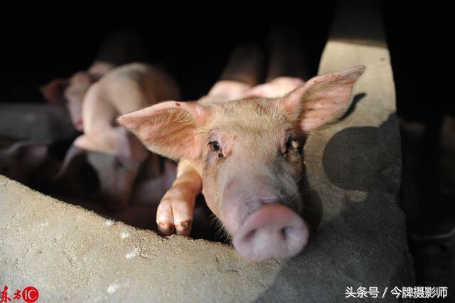 江苏疫情实时动态更新，全面关注与应对措施