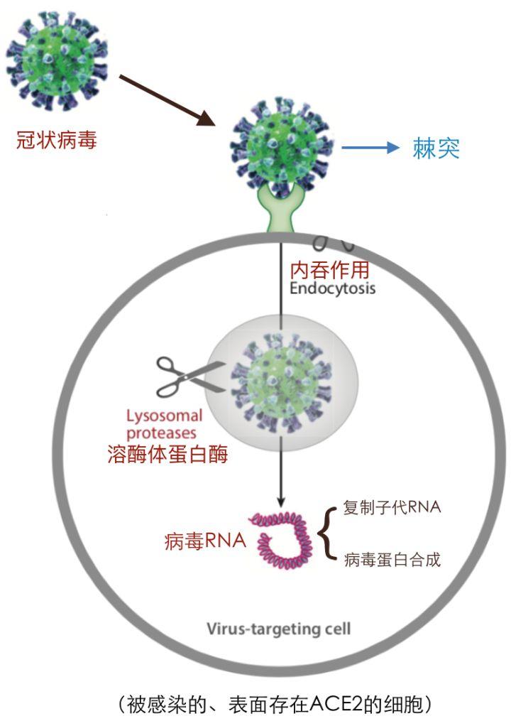 疫情病毒简介，从未知到认知的过程