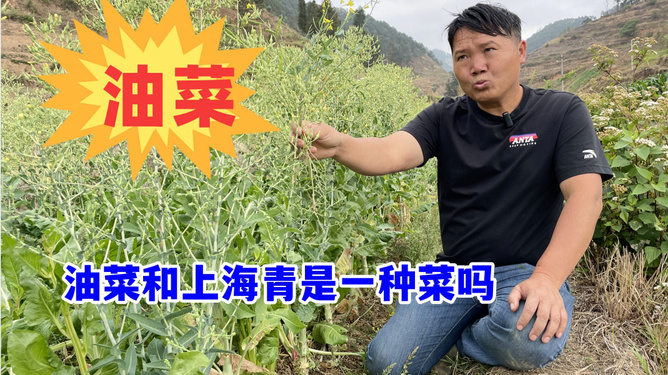 上海青疫病的探索与应对之道