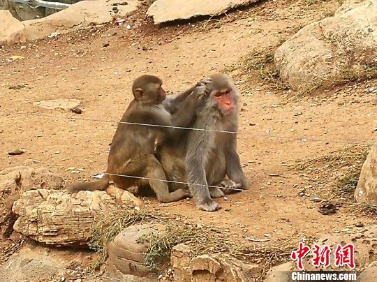 北京疫苗在石家庄能接种吗？疫情下的跨城疫苗接种指南