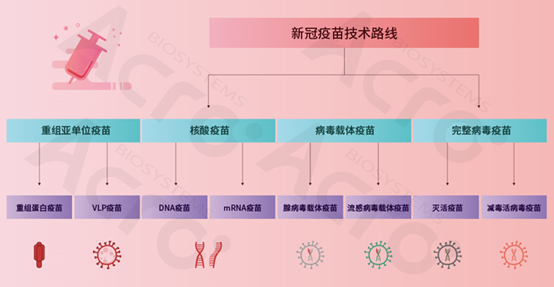 北京疫苗与武汉疫苗，技术路线、保护效力与全民免疫的对比分析