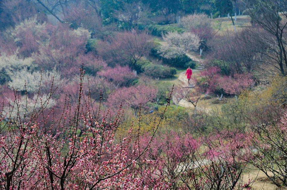最新疫情南京新增/最新南京疫情数据