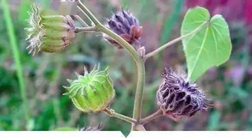 【长春生物疫苗简介,长春生物疫苗叫啥】