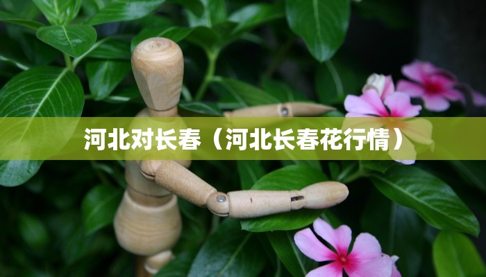 河北对长春（河北长春花行情）